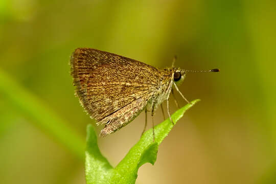 Image of Pygmy Scrub-hopper