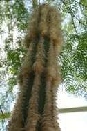 Image of Pilosocereus leucocephalus (Poselg.) Byles & G. D. Rowley