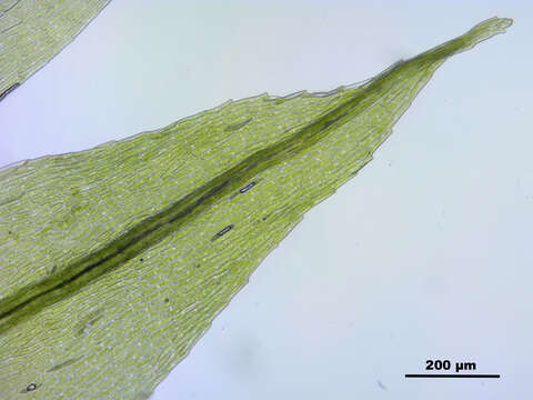 Image of pohlia moss