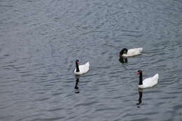 Image of Black-necked Swan