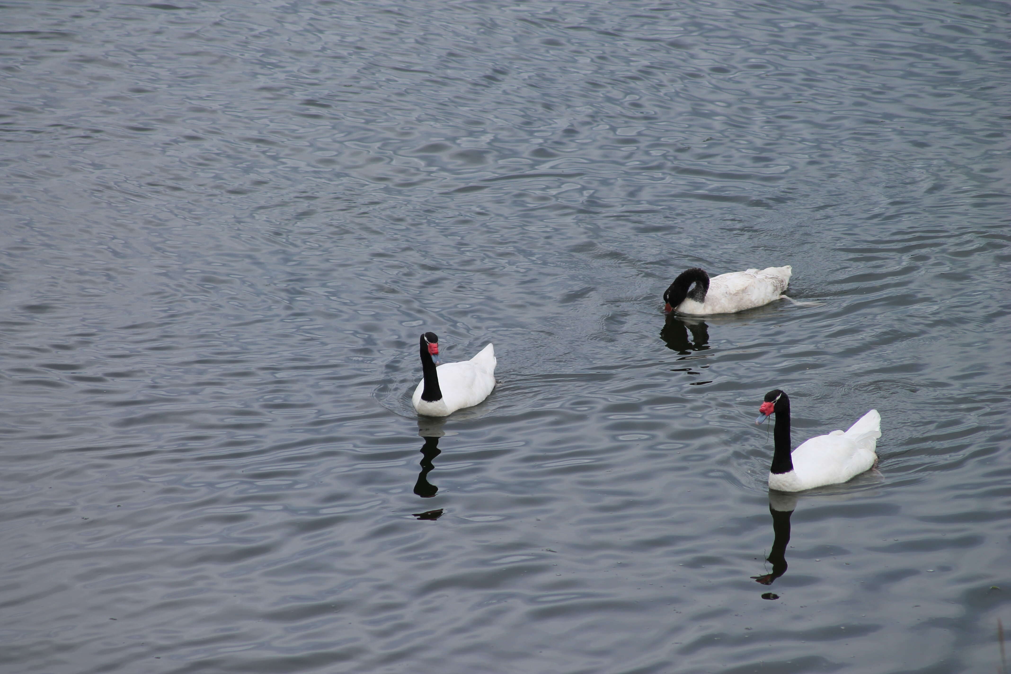 Image of Black-necked Swan