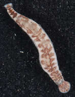 Image of Cystobranchus