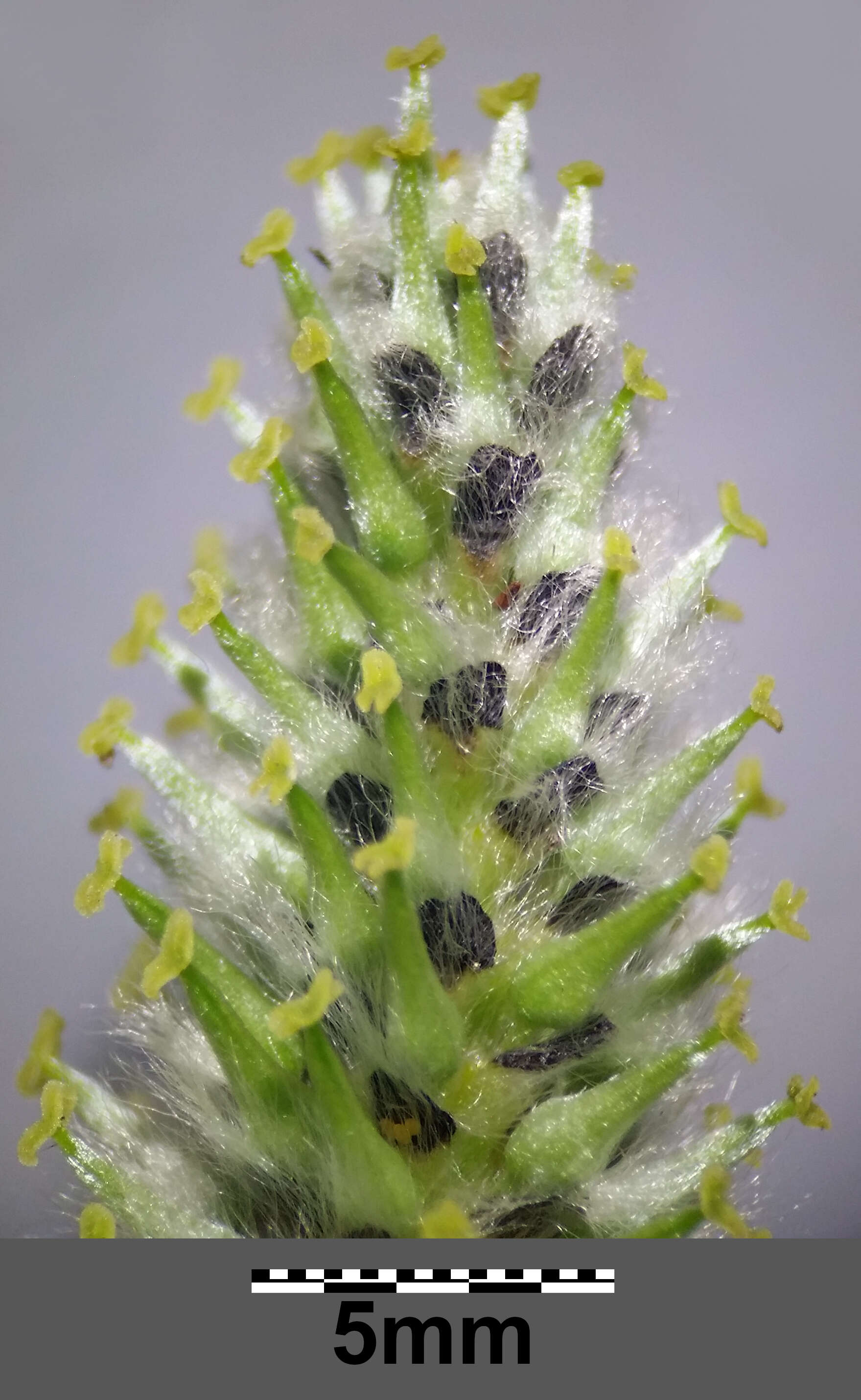 Imagem de Salix cinerea L.