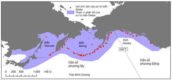 Image of northerns sea lions