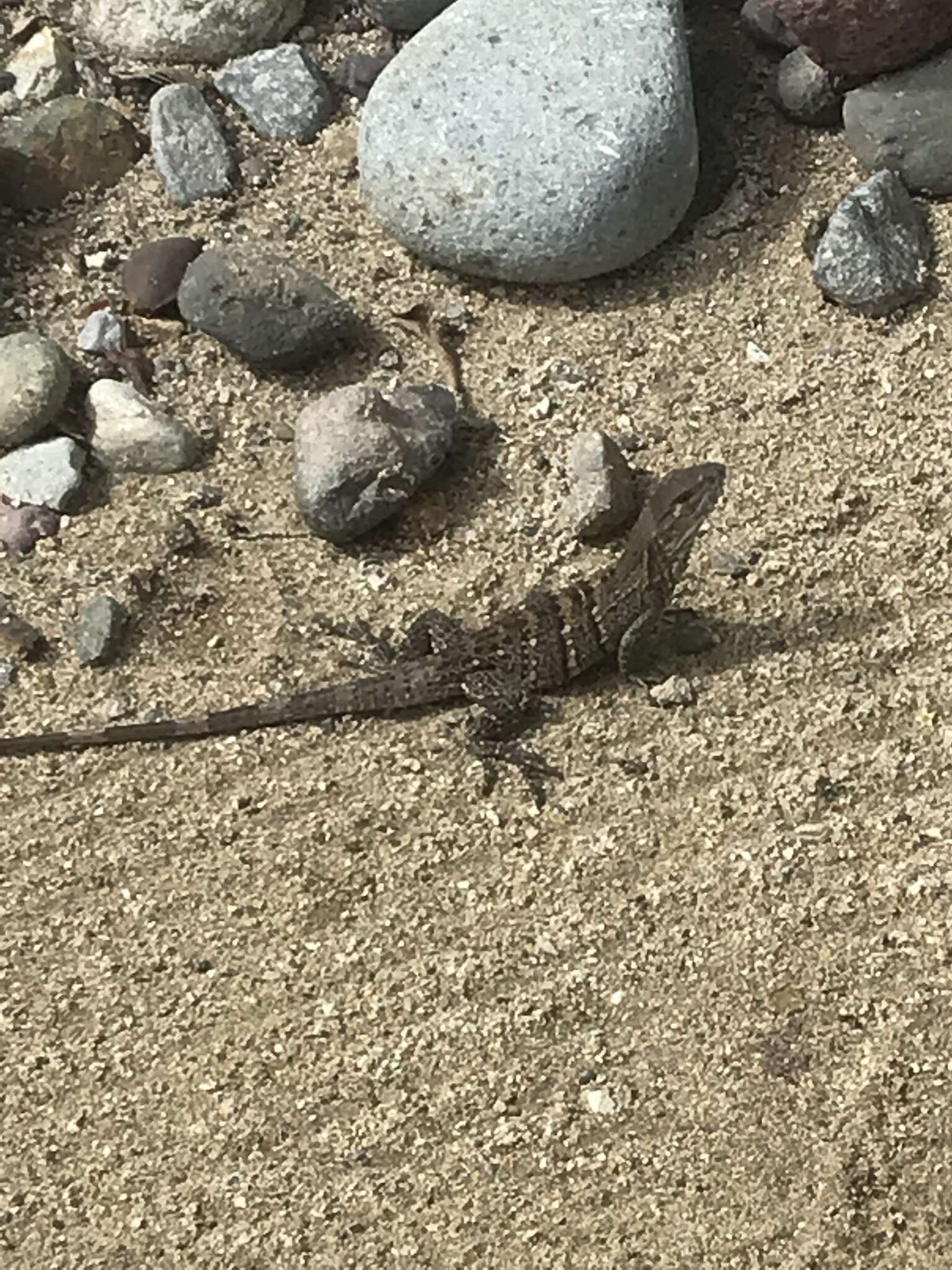 Image of De Queiroz's Spiny-tailed Iguana