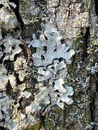 Image of Hammered shield lichen