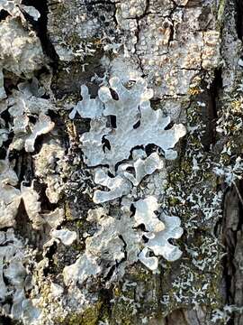 Image of Hammered shield lichen