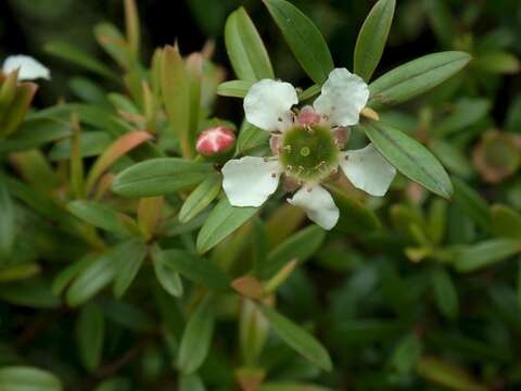 Image of Leptospermum wooroonooran F. M. Bailey