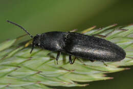 Image of Aplotarsus incanus