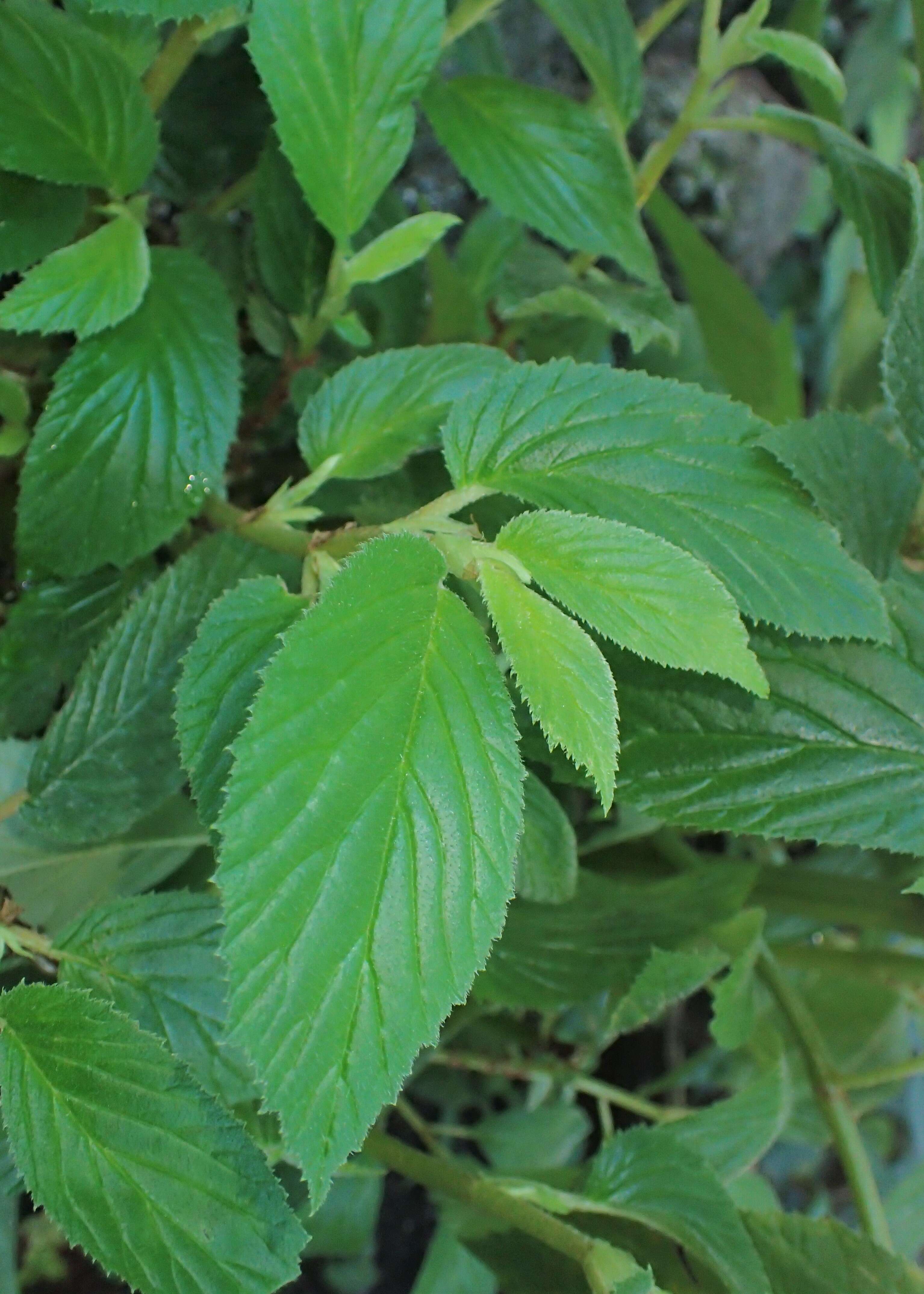 Image of Begonia ulmifolia Willd.