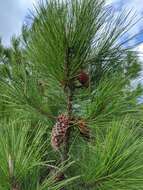 Imagem de Pinus attenuata Lemmon