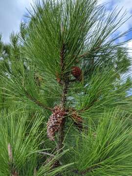 Imagem de Pinus attenuata Lemmon