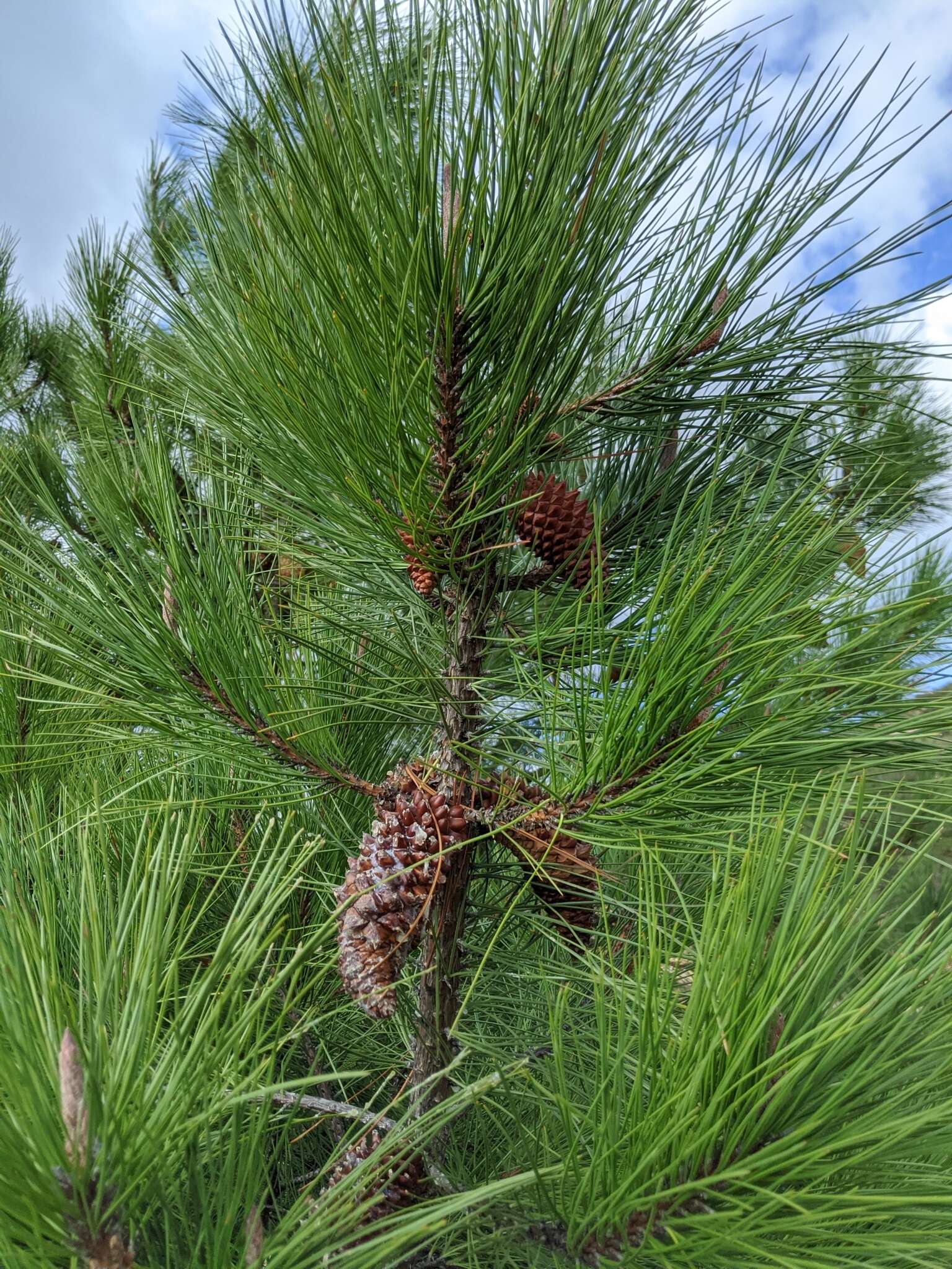 Imagem de Pinus attenuata Lemmon