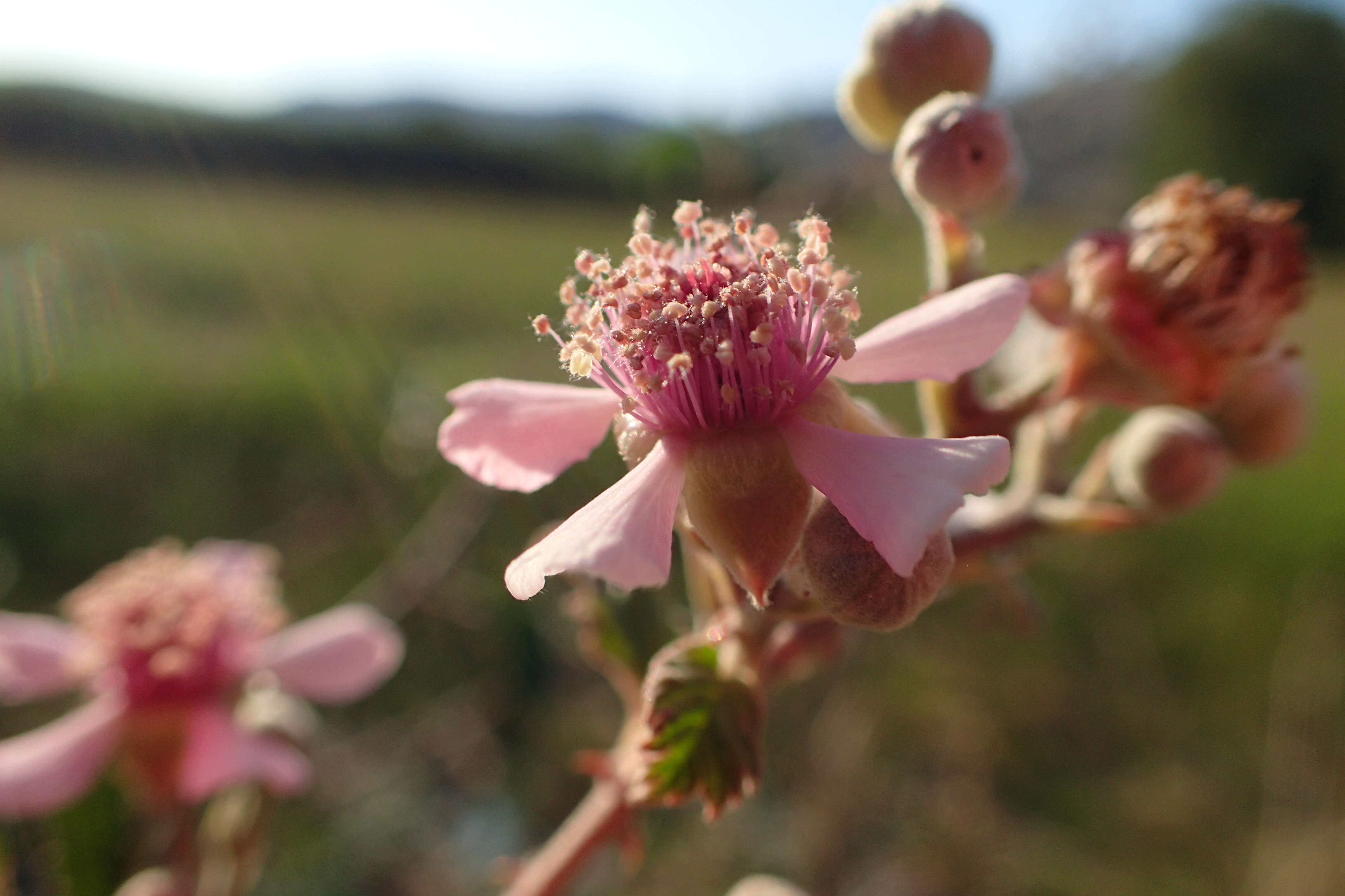 Image of holy bramble