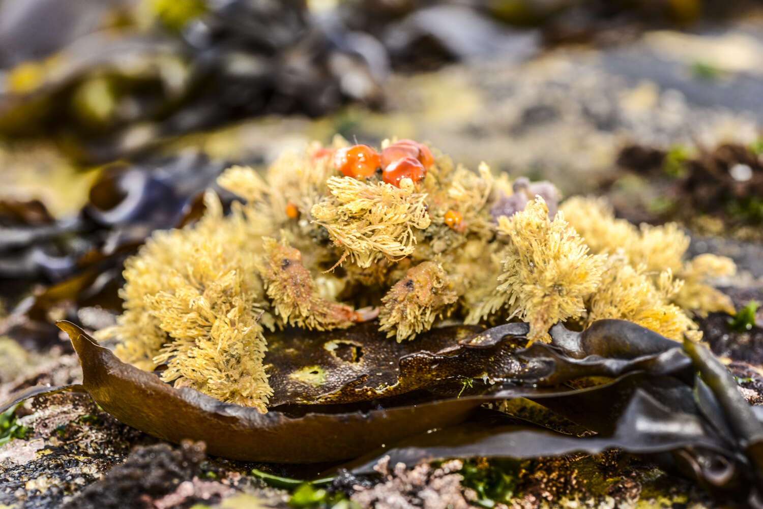 Image of Masking Crab