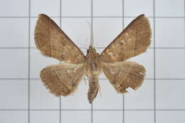 Image of Tochara creberrima (Walker 1858)