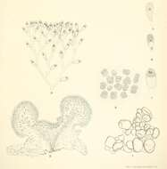 Image of Collinsiella Setchell & Gardner 1903