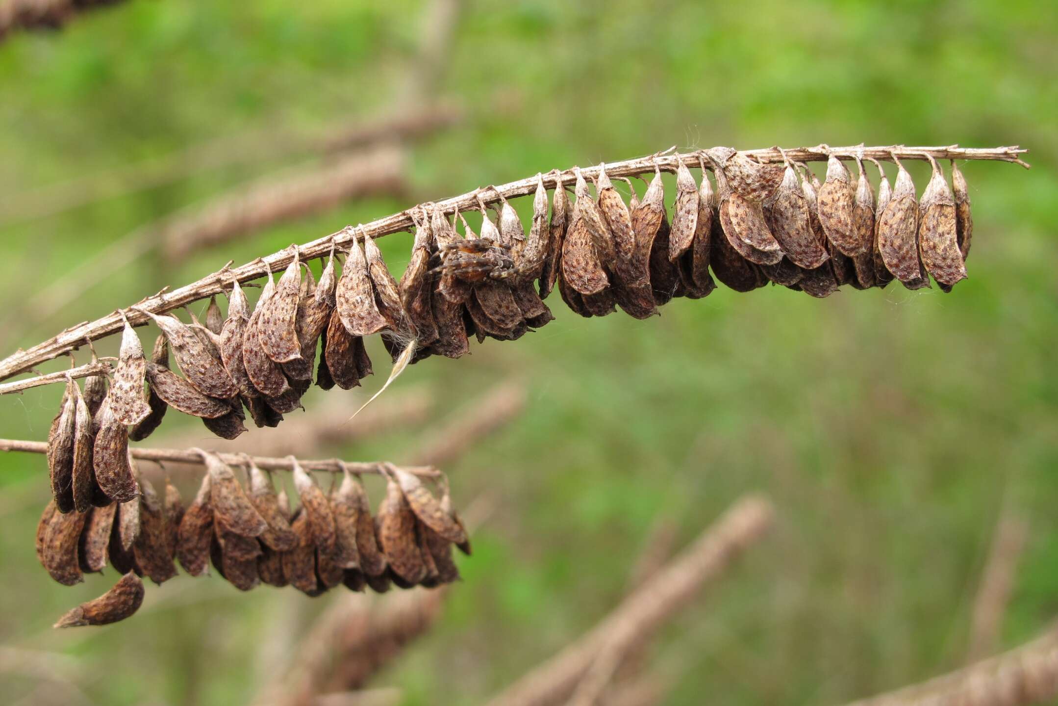 Image of desert false indigo