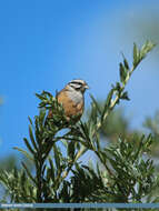 Image of European Rock Bunting