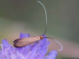 Image of Nemophora metallica