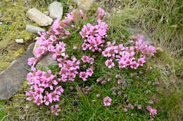 Image of Saponaria pumila Janchen