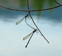 Sivun Austrolestes colensonis (White ex White & Gardiner Butler 1846) kuva