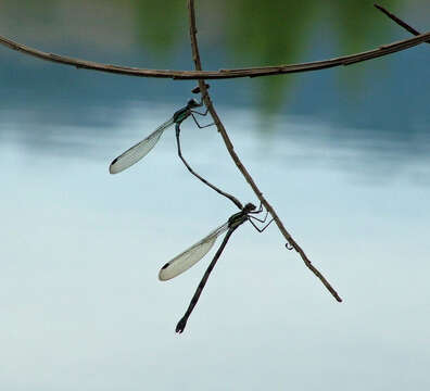 Image of Blue Damselfly