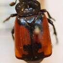 Imagem de Nicrophorus (Nicrophorus) chilensis (Philippi & R. A. 1871)