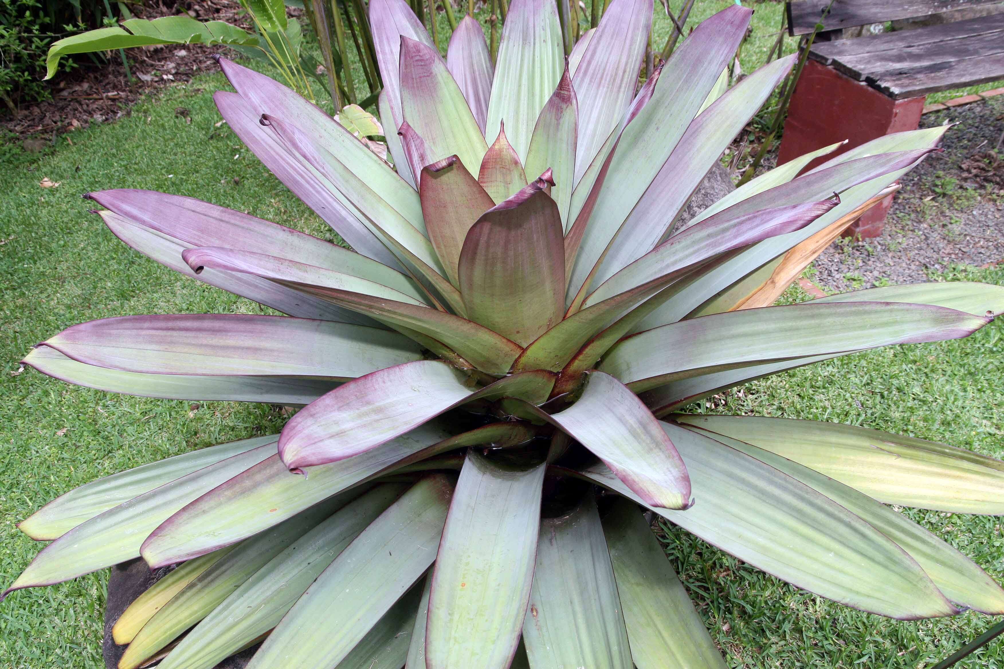 Image of Alcantarea imperialis (Carrière) Harms