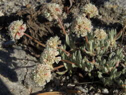 Imagem de Eriogonum gracilipes S. Wats.