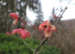 Слика од Euonymus carnosus Hemsl.