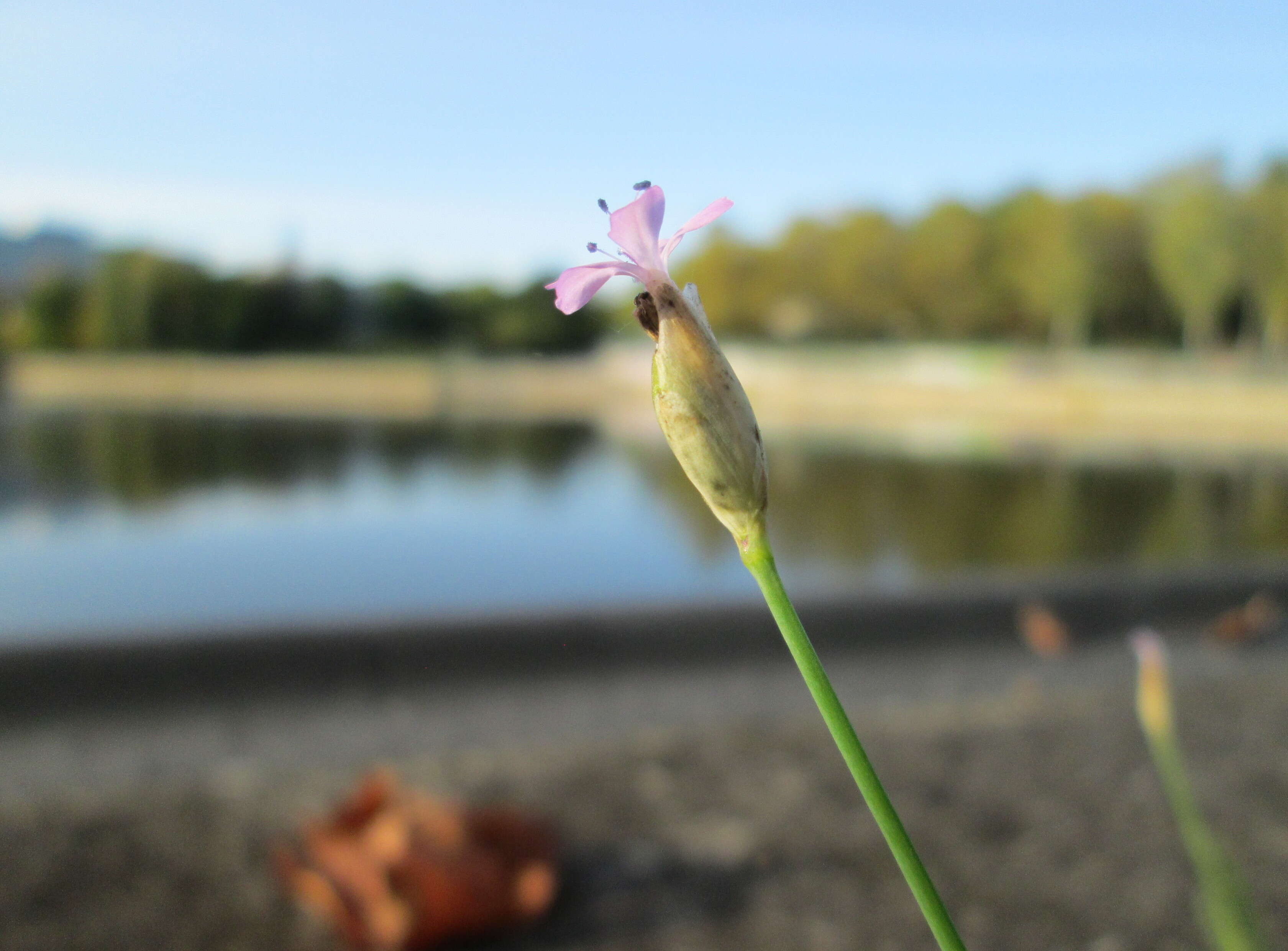 Image of Proliferous Pink