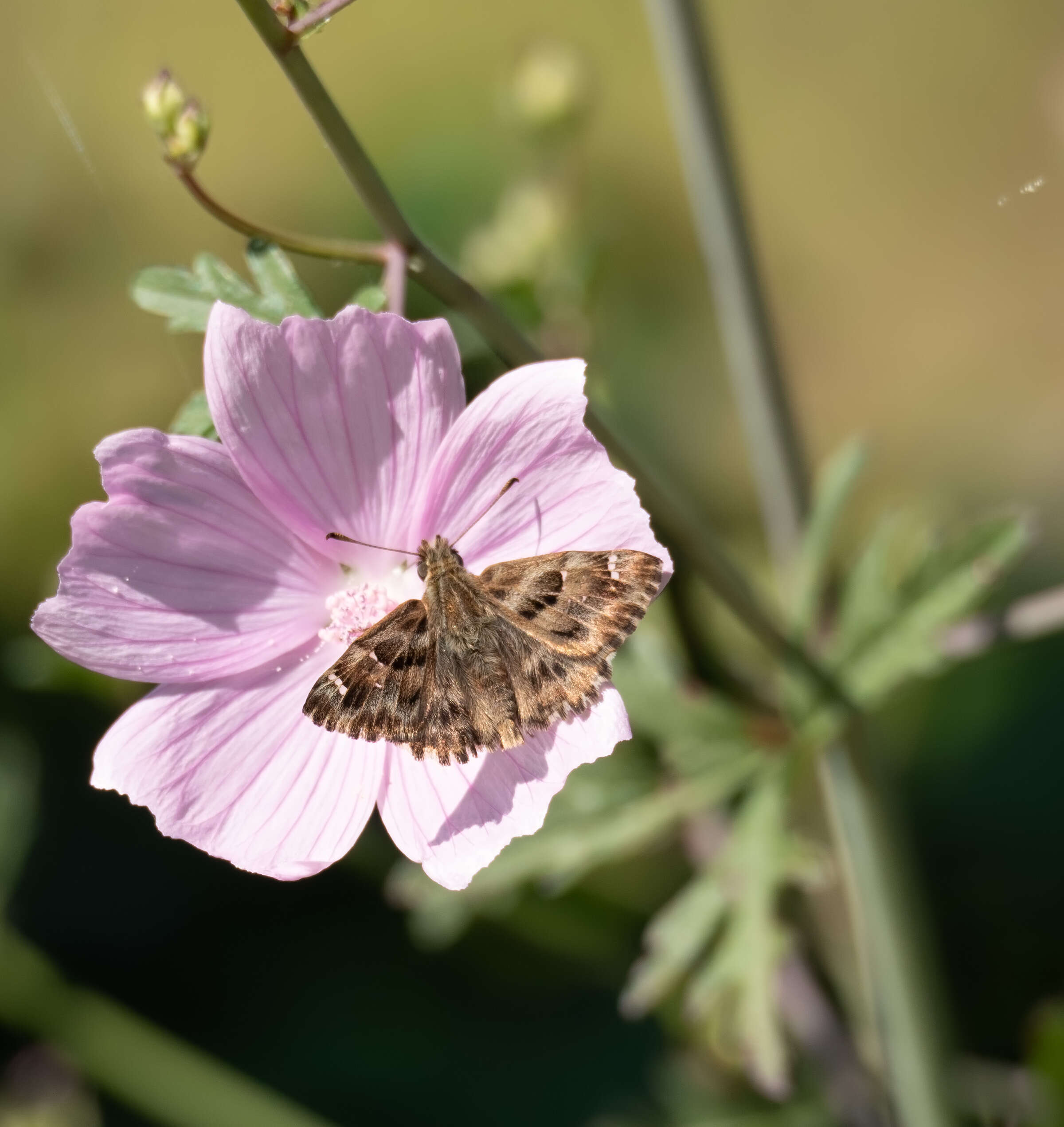 Image of Mallow Skipper