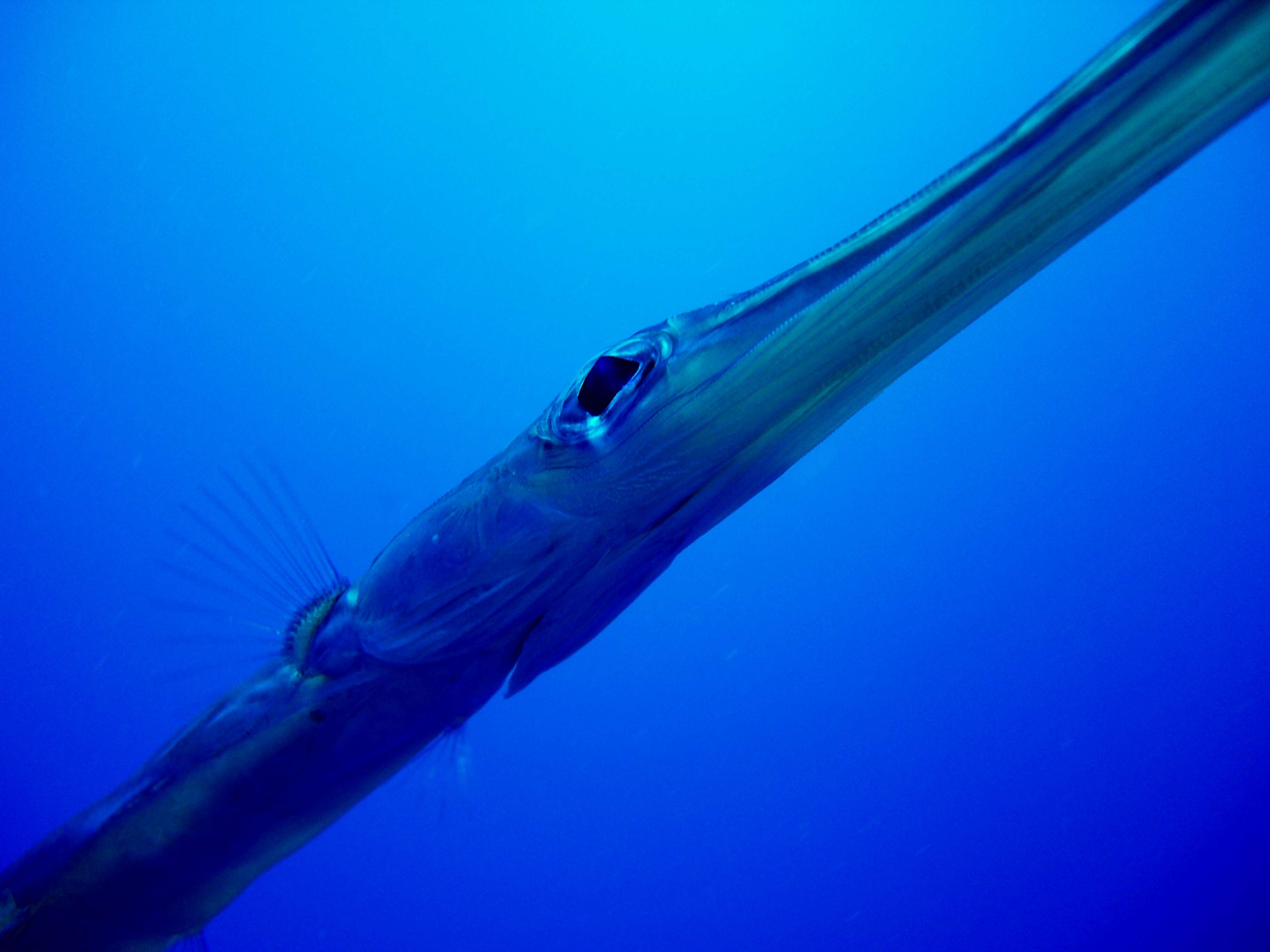 Image of Deepwater cornetfish