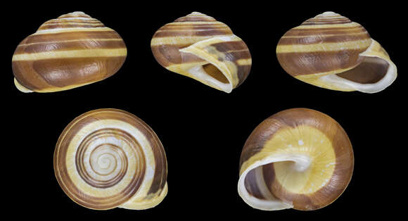 Image of White-lipped banded snail