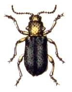 Image of Zeugophorinae