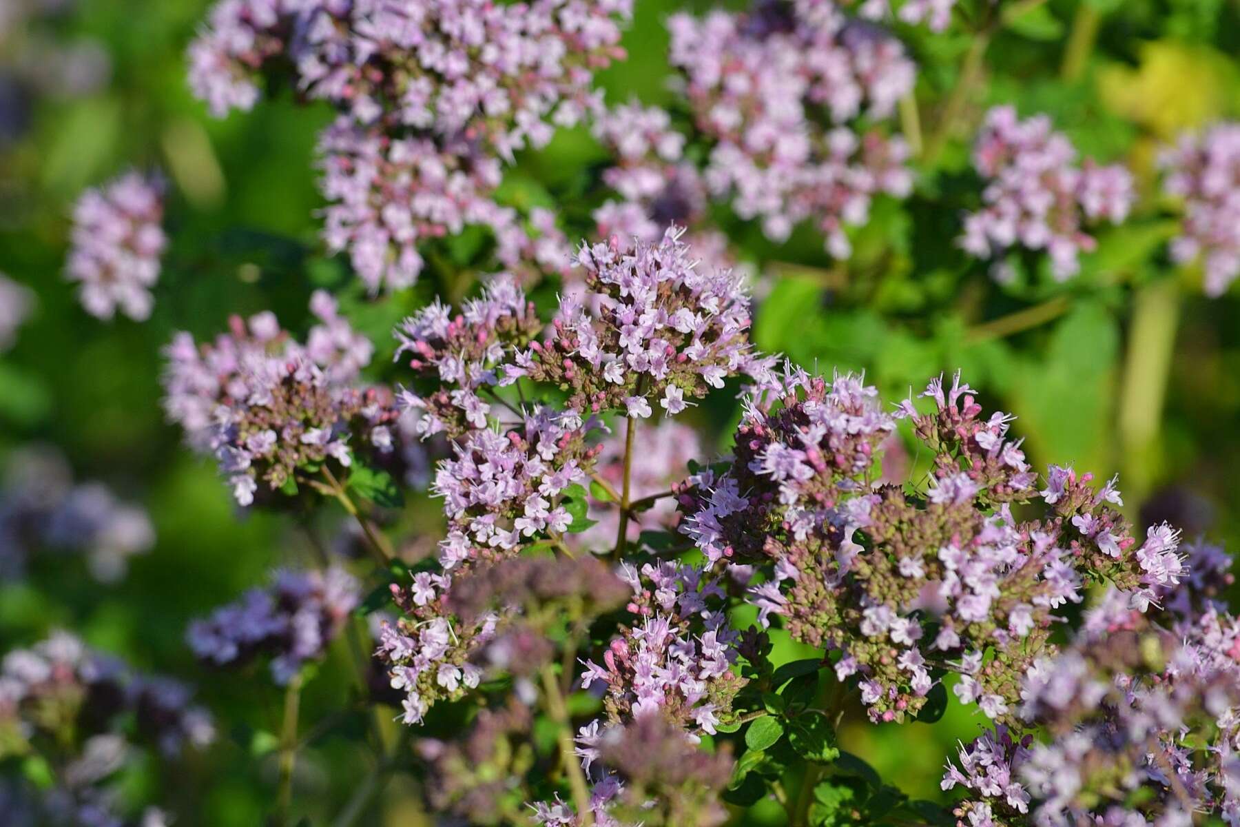 Image of oregano