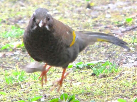 Image of White-whiskered Laughingthrush