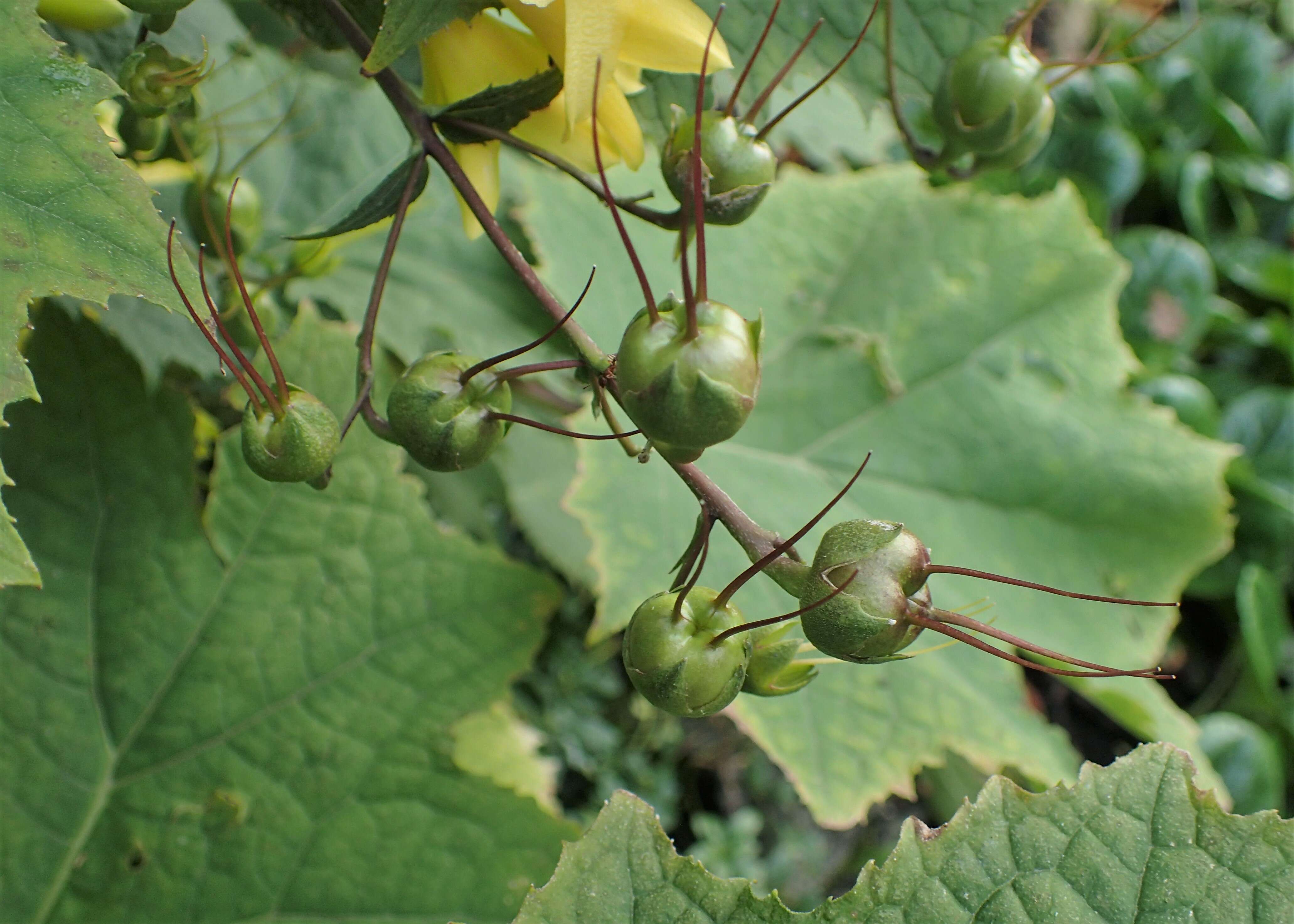 Image of Kirengeshoma palmata Yatabe