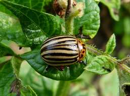 Image of Colorado potato beetle