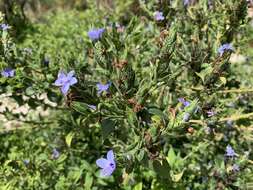 Image of azure blue sage