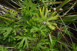Image of Solander's geranium