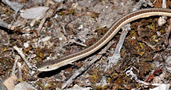 Image of Cape grass lizard