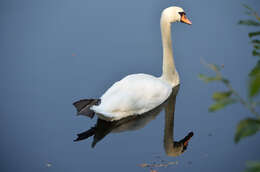 Image of Mute Swan