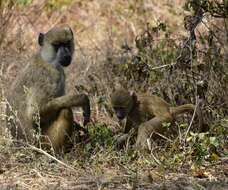 Image of Yellow Baboon