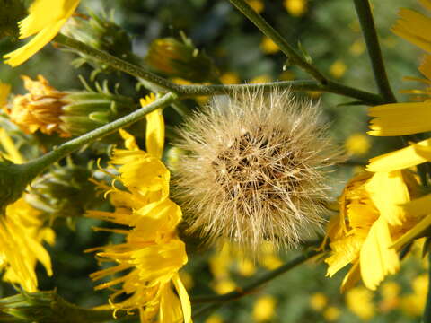 Image of hawkweed