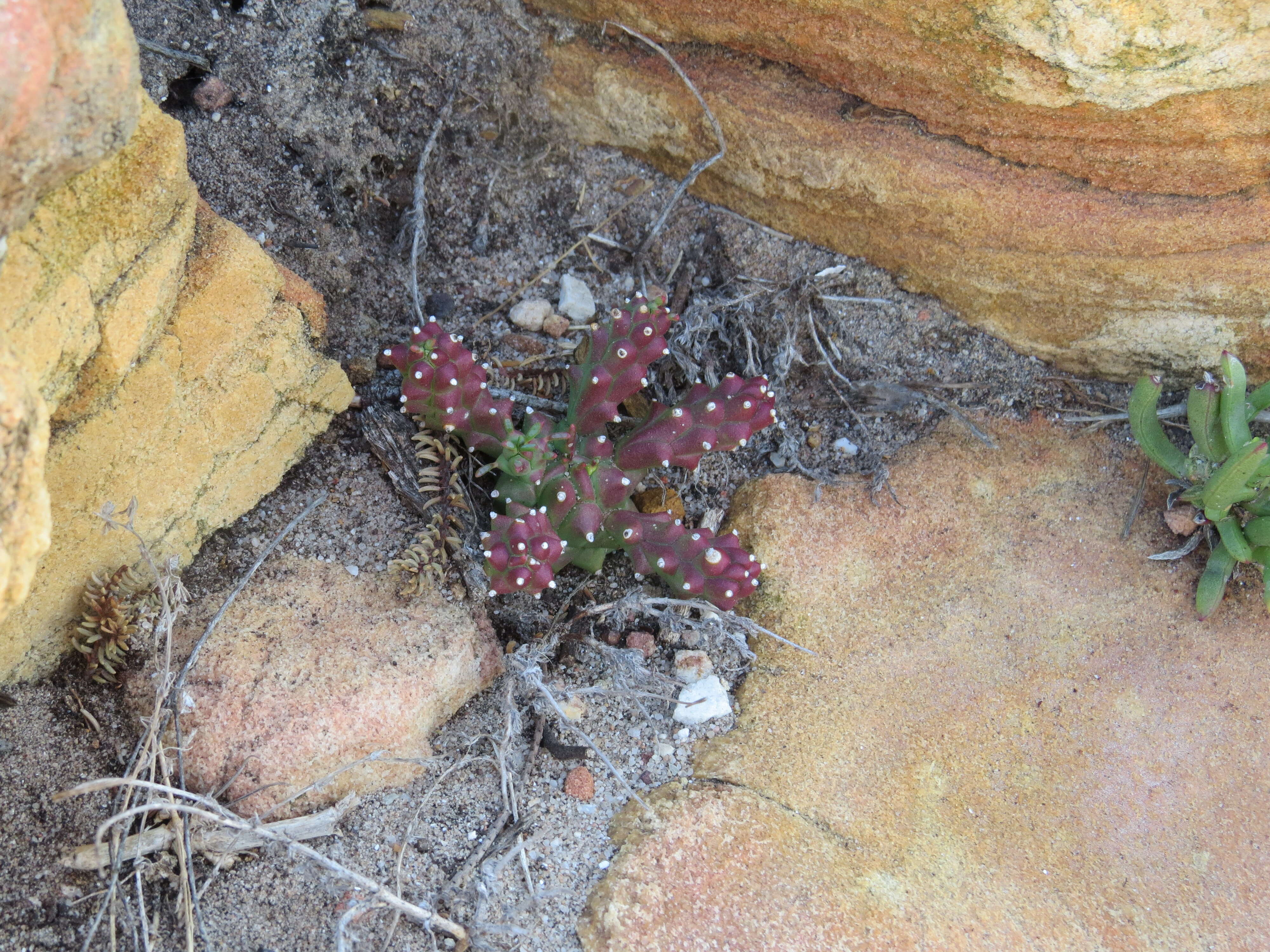 Image of Ceropegia flavopurpurea (Marloth) Bruyns