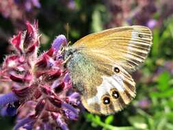 Coenonympha arcania Linnaeus 1761的圖片