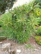 Image of Sonchus canariensis (Sch. Bip.) Boulos