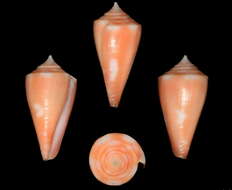 صورة Conus flamingo Petuch 1980